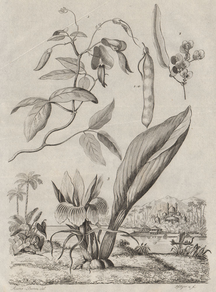 PLANTS. Kenedies (Kennedia). Kempferie (Kaempferia) 1834 old antique print